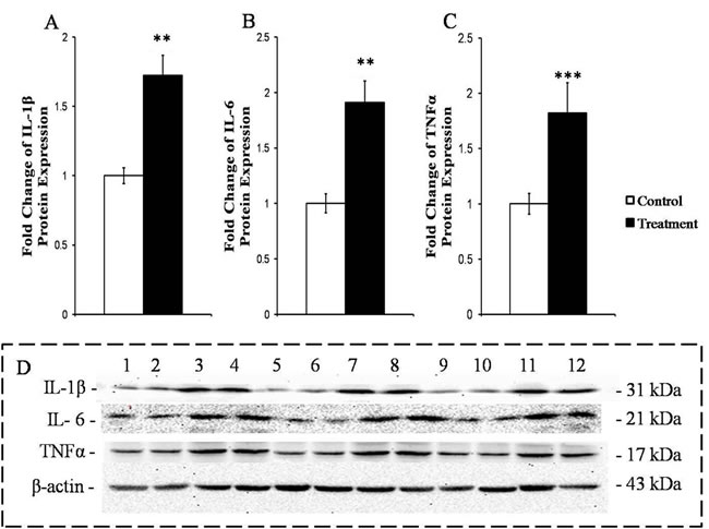 Measurement of the protein expressions of the primary pro-inflammatory cytokines in the livers of the goats from the control and treatment groups.