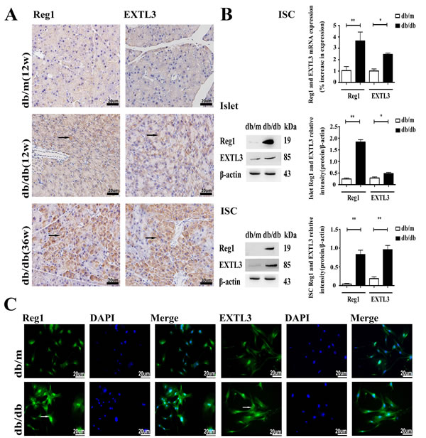 Expression of Reg1 and EXTL3 in pancreas, islets and ISCs.