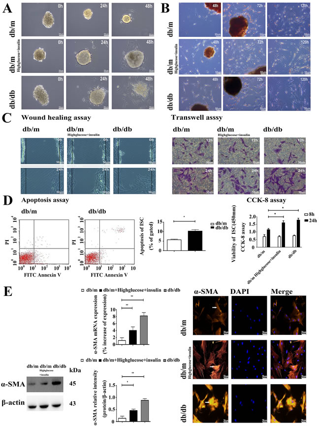 The diabetic environment promotes the activation of ISCs.