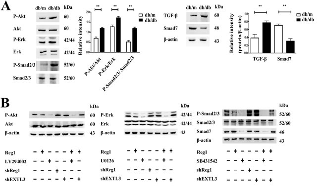 Intracellular mechanism of action of Reg1 in the inhibition of ISC activation.
