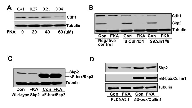 A B-box deletion-Cullin1 but not Cdh1 siRNA rescues the effect of FKA induced Skp2 degradation.
