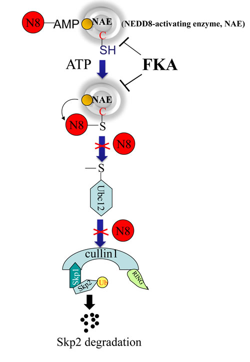Figure 7 Model of a mechanism by which FKA binds to the NAE complex and inhibits the transfer of NEDD8 from NAE to Ubc12 and Cullin1.
