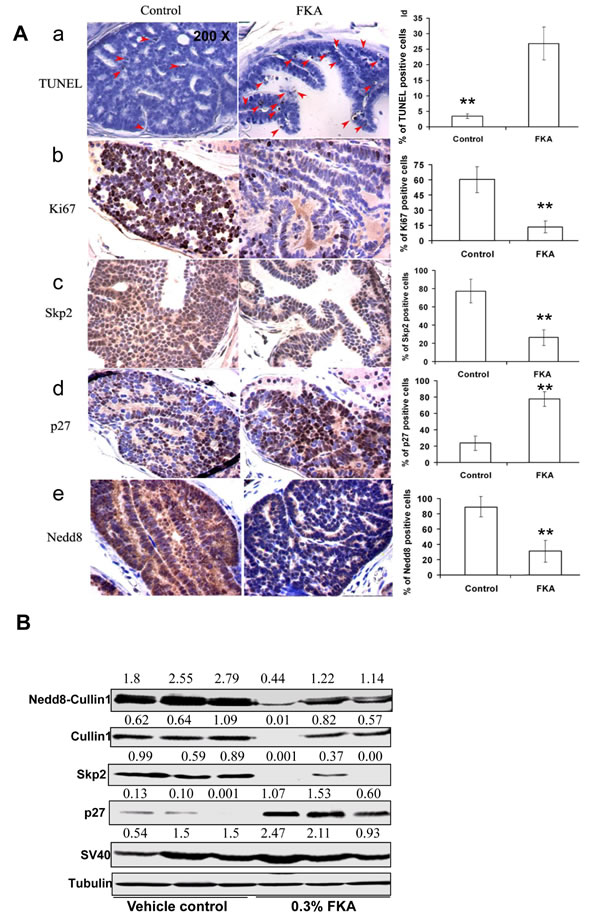 Dietary feeding of FKA induces apoptosis, inhibits cell proliferation and reduces Cullin1 NEDDylation and expression of Skp2 and p27 expression
