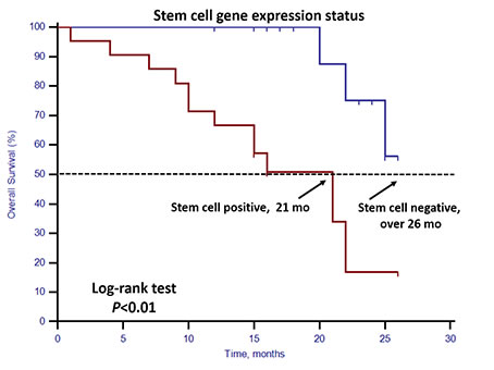 Kaplan&#x2013;Meier estimates of OS in 40 mCRPC patients in the favorable CTC group according to stem cell gene expression status.