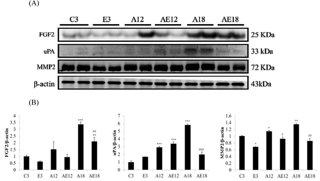 Representative protein products of the FGF2-dependent fibrosis pathway extracted from the left ventricles of two rats in each group: control rats (C3), aging rats (A12, A18), and aging, exercise-trained rats (E3, AE12, AE18) were measured using Western blotting.