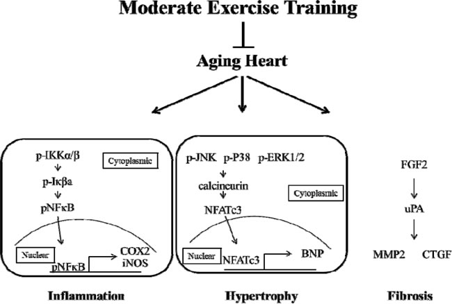 Moderate exercise training prevents aging-induced heart injury via down-regulated inflammation, hypertrophy and fibrosis.