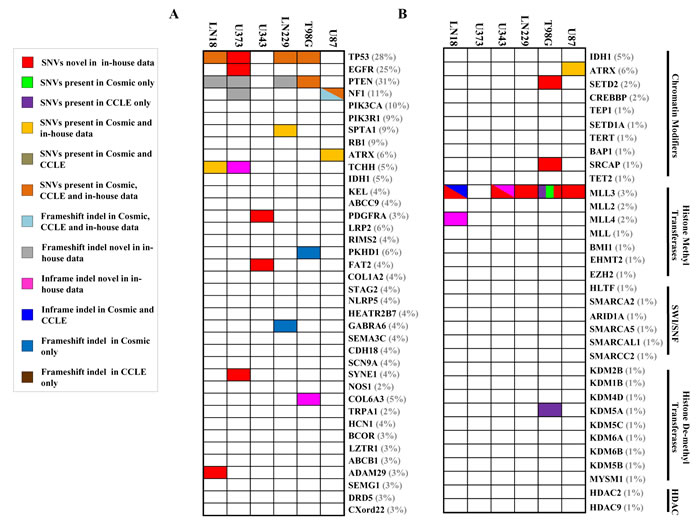 Mutation spectrum for most commonly mutated genes and chromatin modifying genes in each cell line.