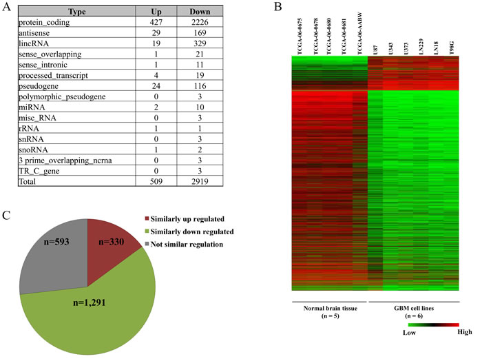 Gene expression analysis of GBM cell lines.