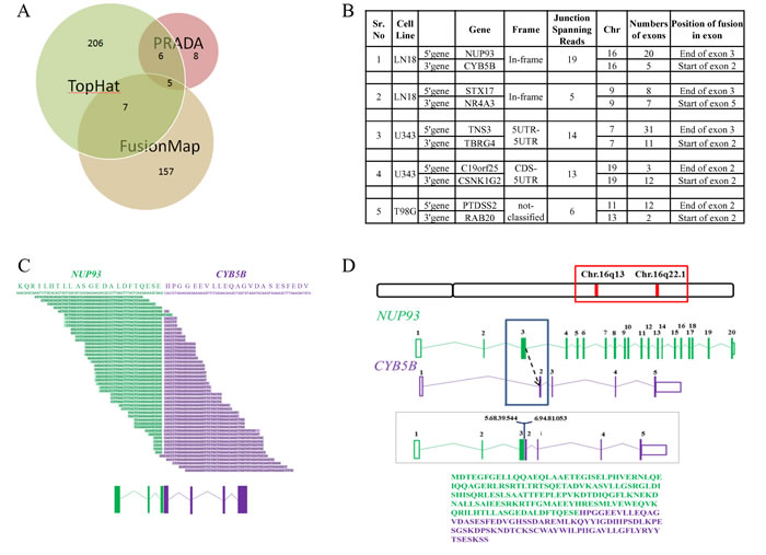 Gene fusion analysis.