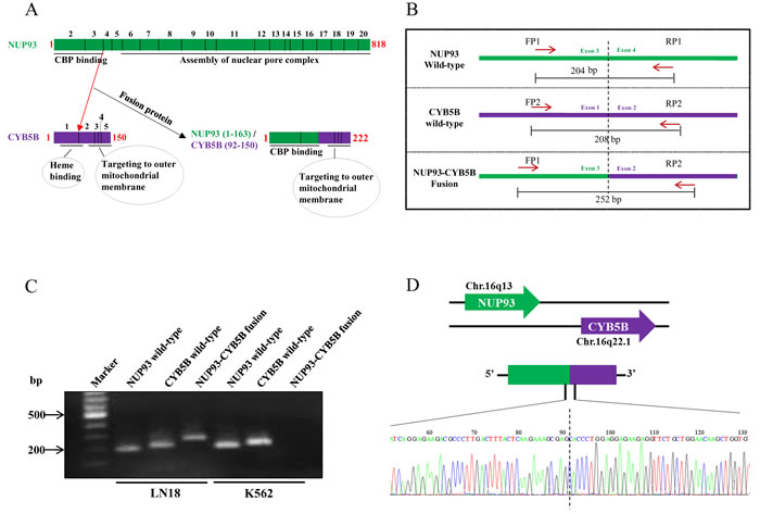 NUP93-CYB5B gene fusion validation.