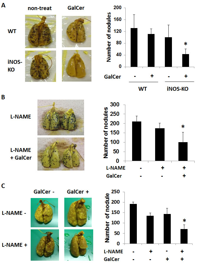 Inhibition of iNOS expression enhanced the anti-tumor effect of GalCer on lung metastatic cancer model.