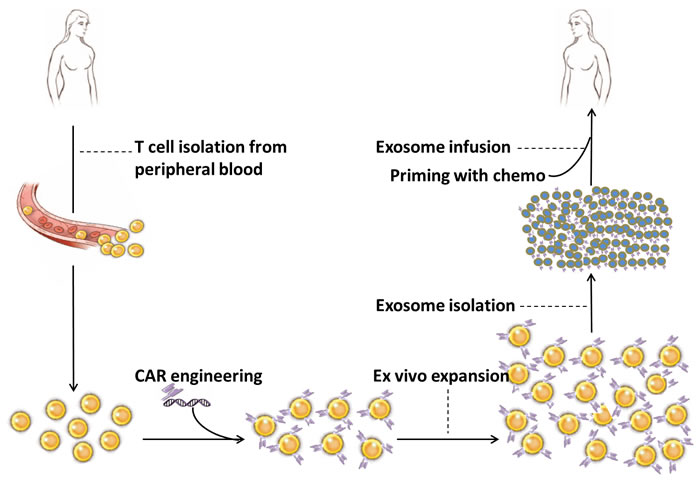 Proposed scheme for the clinical application of CAR-T cell-derived exosomes.
