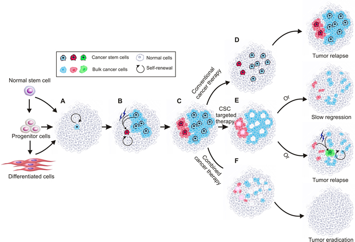 Schematic of current cancer stem cell theory.