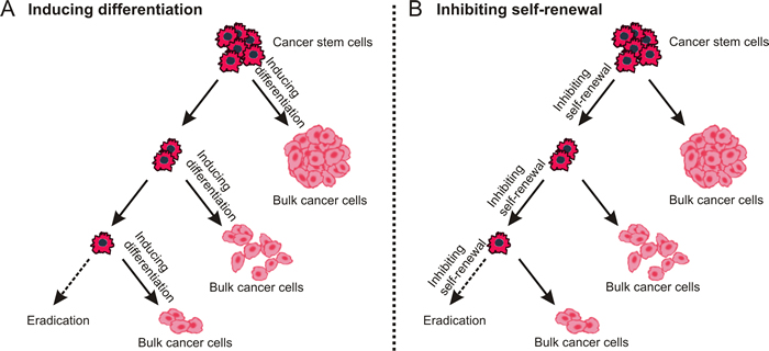 Destemming cancer stem cells.