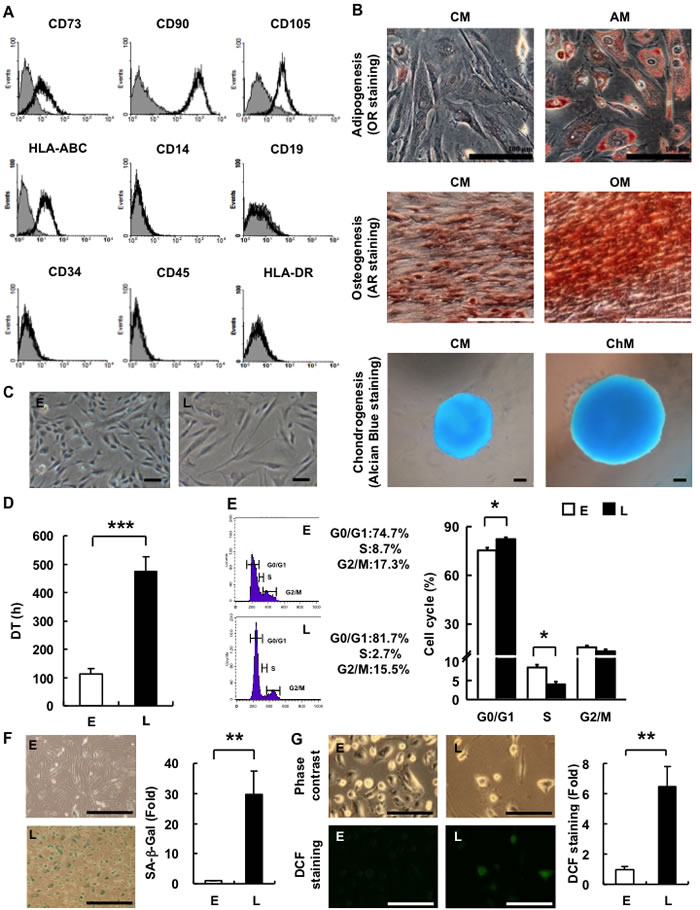 hAMSCs are multilineage cells which undergo