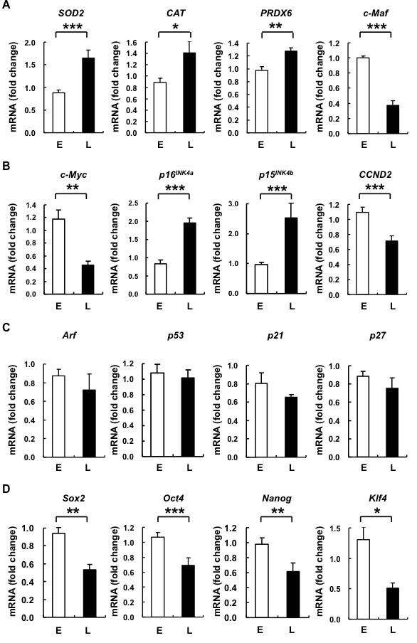 L-hAMSCs show transcriptional increases in expression of antioxidant enzymes, cell cycle arrest genes p16