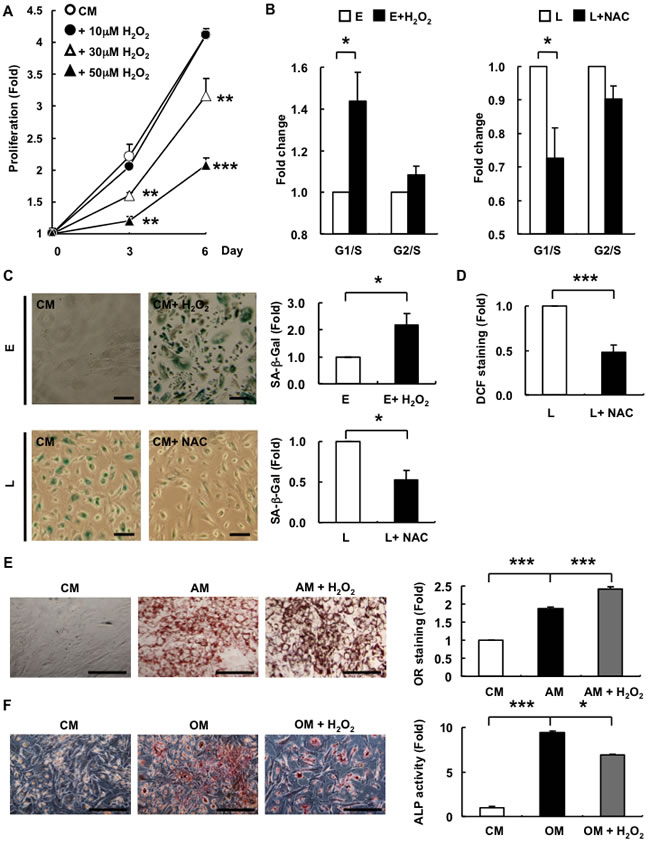 Exogenous ROS decreases the proliferation potential and alters differentiation capacity from osteogenesis towards adipogenesis in E-hAMSCs.