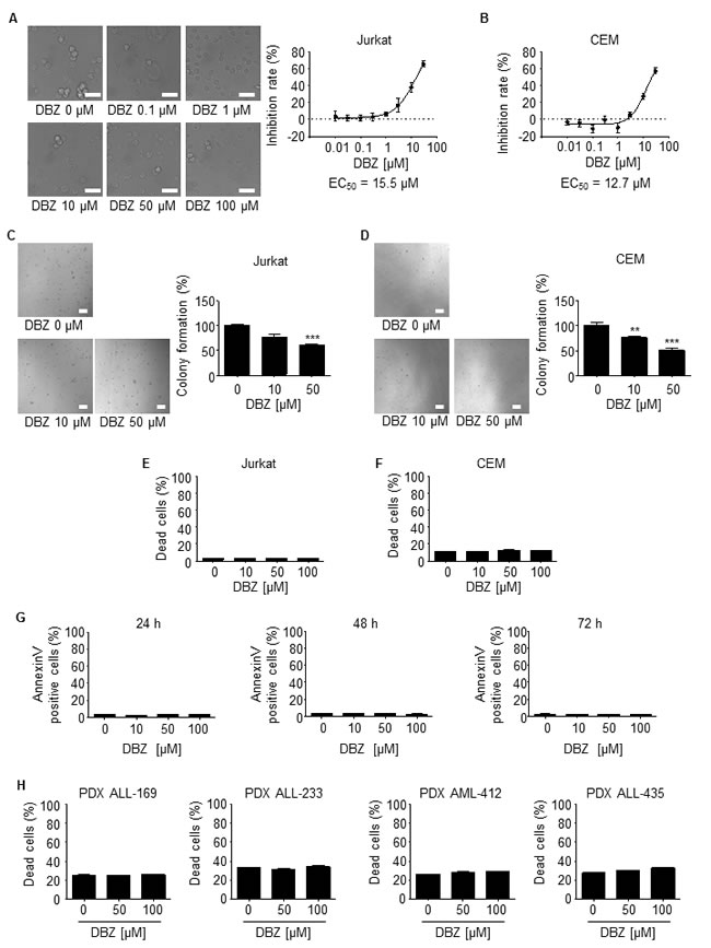y-secretase inhibition by DBZ inhibits growth but does not induce leukemic cell death.