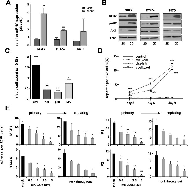 pAKT expression is induced in putative breast CSCs and regulates BC clonogenicity. (A)