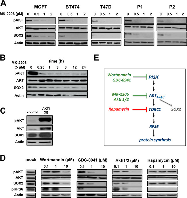 AKT is an upstream regulator of SOX2 protein expression. (A)