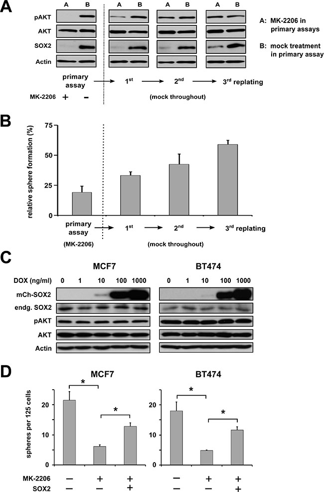 AKT regulates BC clonogenicity via SOX2. (A)