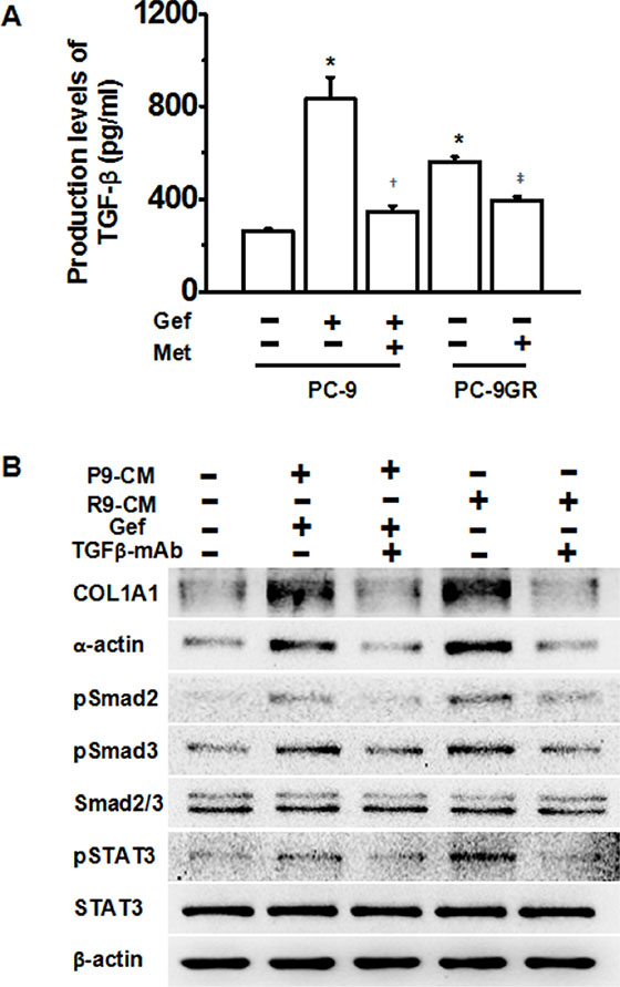 Metformin attenuates TKI-induced fibrosis through down-regulation of TGF-&#x03B2; signaling pathway.