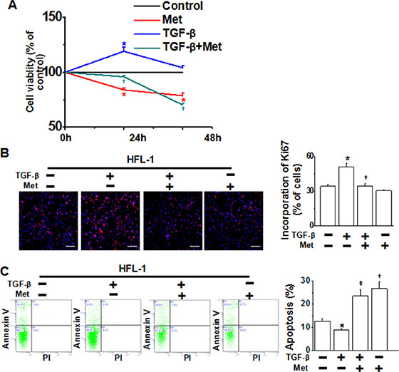 Metformin inhibits cell proliferation and promotes apoptosis in HFL-1 cells.