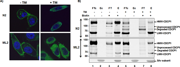 Surface expression of CDCP1 requires N-glycosylation.