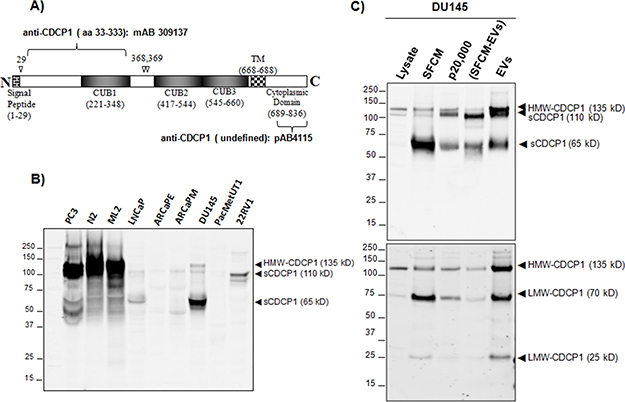Analysis of extracellular forms of CDCP1.