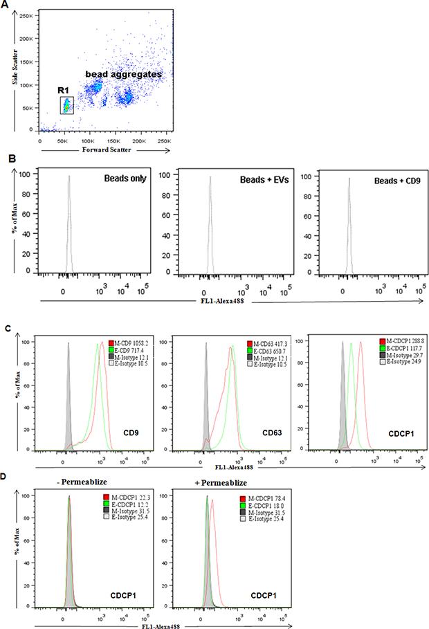 Flow cytometric analysis of surface protein expression on purified extracellular vesicles.