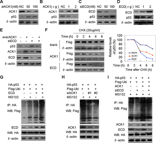 ACK1 decreases tumor suppressor p53 levels via ECD-dependent p53 protein ubiquitination degradation.