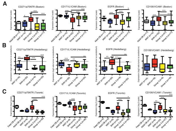 Transcript levels of CD271/p75NTR, CD171L1CAM, EGFR and CD106/VCAM1 across the 4 MB molecular variants.