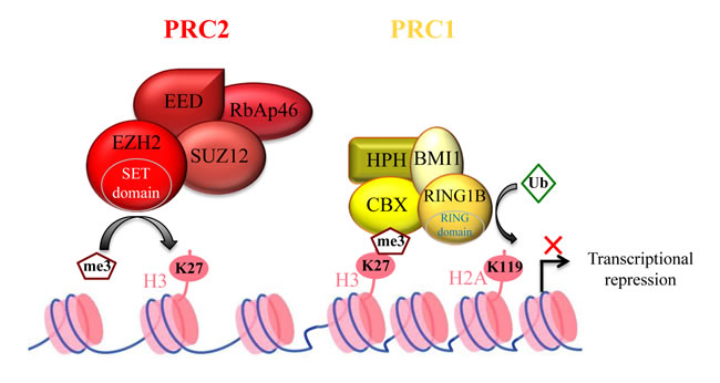 Polycomb complex-mediated transcription repression.