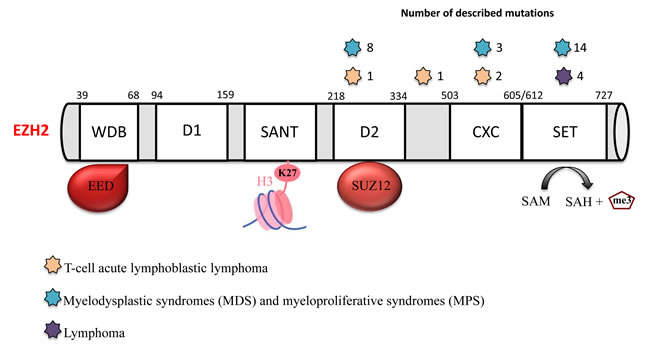 EZH2 mutations in hematological malignancies.