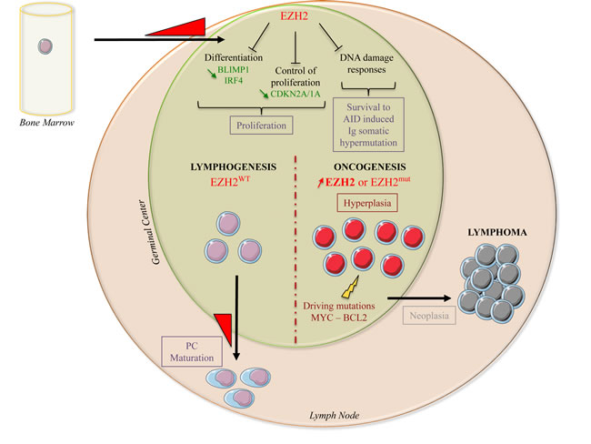 EZH2 biological functions during normal B-cell differentiation and lymphomagenesis.