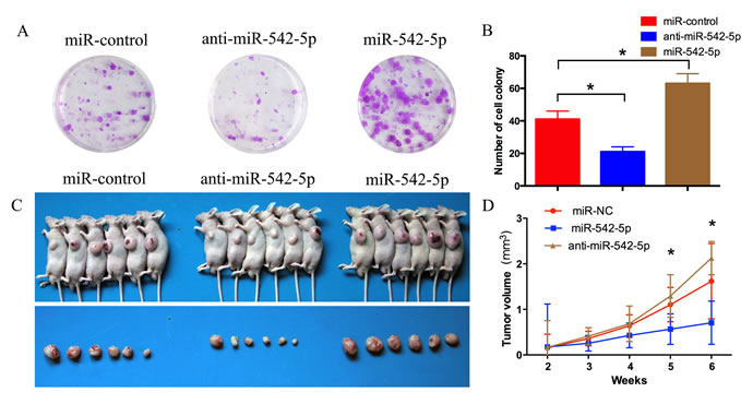MiR-542-5p promotes the growth of osteosarcoma tumors