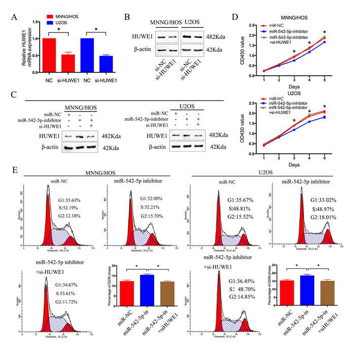 HUWE1 is the critical mediator of miR-542-5p in osteosarcoma cells.