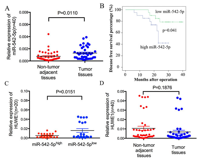 MiR-542-5p expression is inversely correlated with levels of HUWE1 in osteosarcoma.