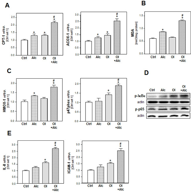 Analysis of the effect of alcohol and oleate on lipid peroxidation and pro-inflammatory gene expression.