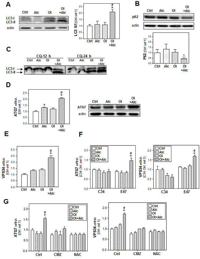 Analysis of the effect of alcohol and oleate on the activation of autophagy.