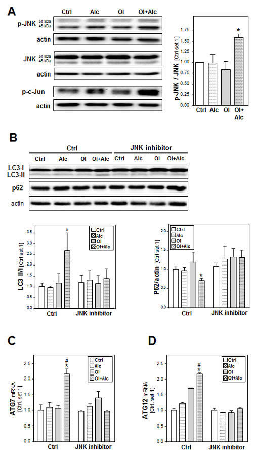 Analysis the role of JNK pathway in the synergistic effects of alcohol and oleate on autophagy activation.
