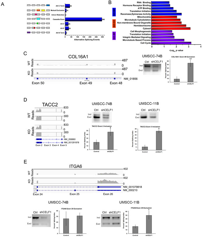CELF1 protein expression affects alternative splicing.