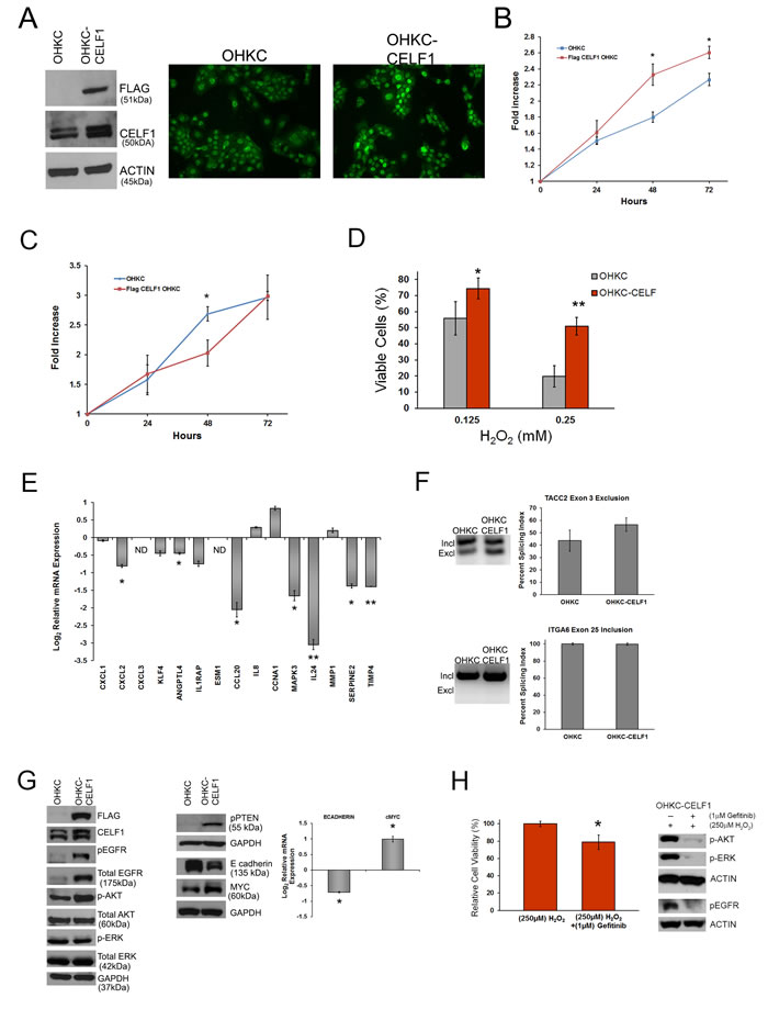 CELF1 overexpression in immortal human oral keratinocytes protects against oxidative stress.