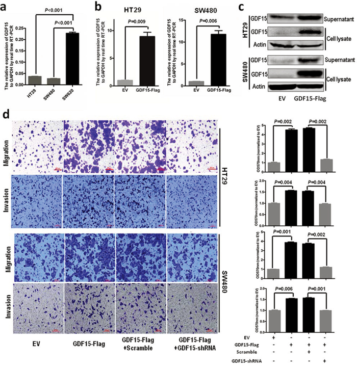 GDF15 promotes metastasis in HT29 and SW480 cells.