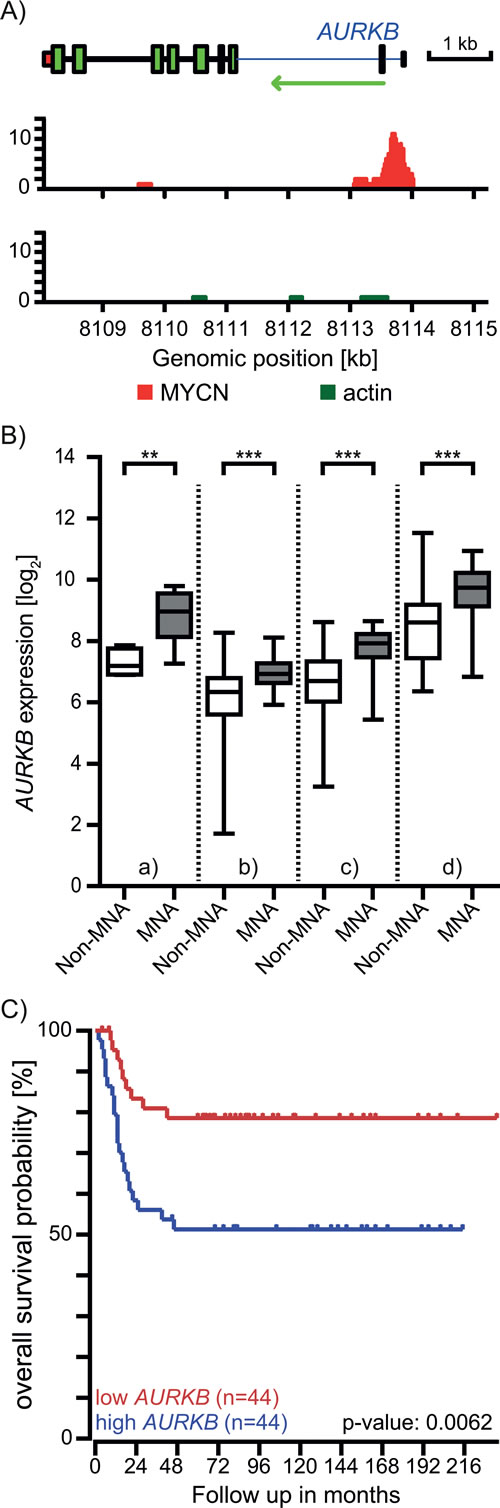 MYCN regulates the expression of the AURKB gene.