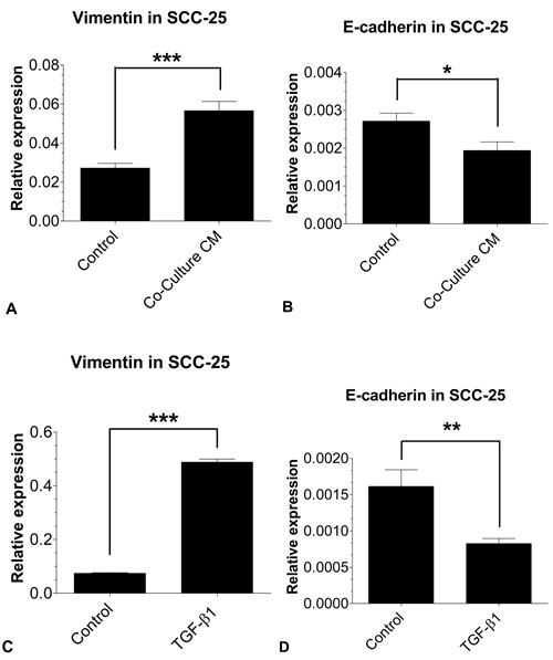 EMT-related gene expression in SCC-25 using real time- PCR: The mRNA expressions of the EMT markers vimentin and E-cadherin in SCC-25 cells treated with co-culture conditioned medium (A, B) or 0.9 ng/ml TGF-&#x3b2;1 (C, D) were quantified relative to SCC-25 control cells.