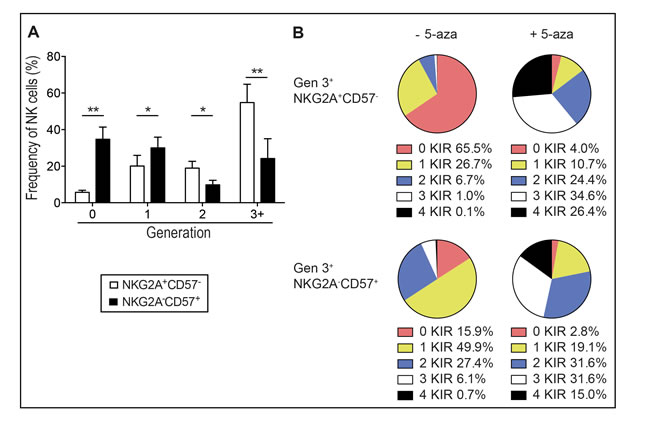 5-aza induced KIR expression on proliferating immature and mature NK cells.