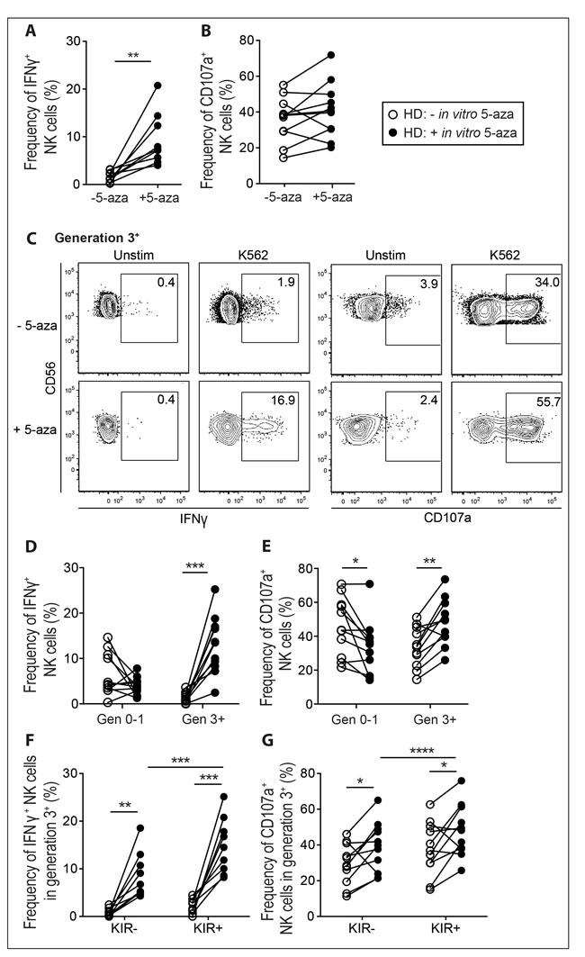 5-aza enhances function of proliferating NK cells towards tumor target cells.