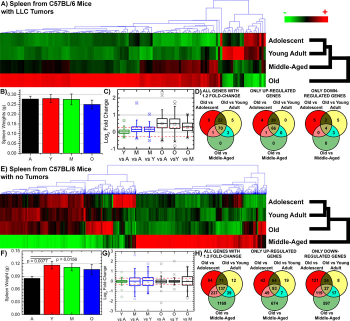 Gene regulation and morphology changes for spleens as a function of host age from tumor and non-tumor bearing C57BL/6 mice.