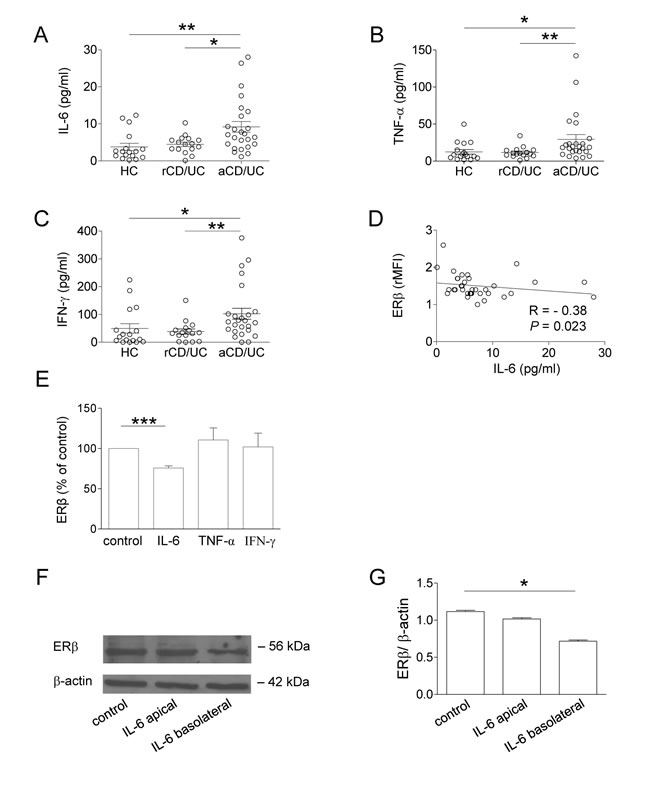 Plasma cytokine profile of CD/UC patients and effect of IL-6 on ER&#x3b2; expression in peripheral blood T lymphocytes and intestinal epithelial cells.